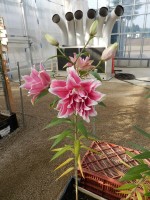 [4235 Isabella No01.JPG]